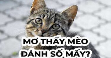 mo-thay-meo