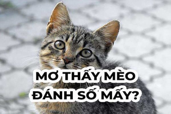mo-thay-meo