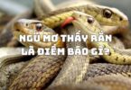 mo-thay-ran