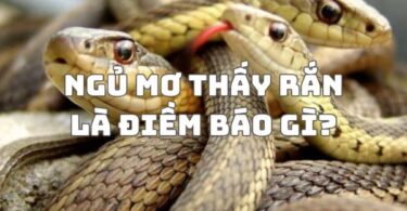mo-thay-ran
