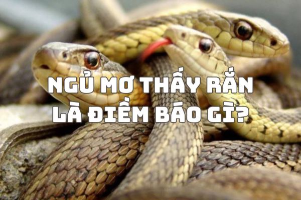 mo-thay-ran